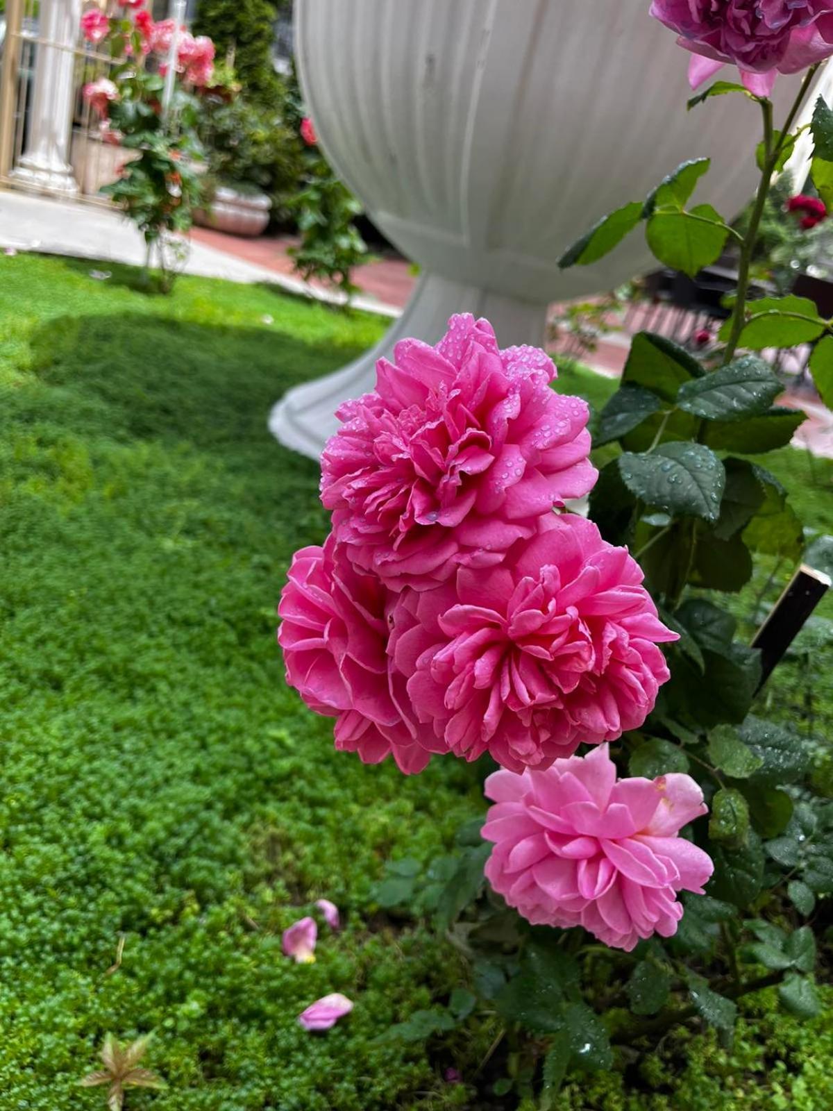 Rose Garden Omax Apartments Slantschew brjag Exterior foto