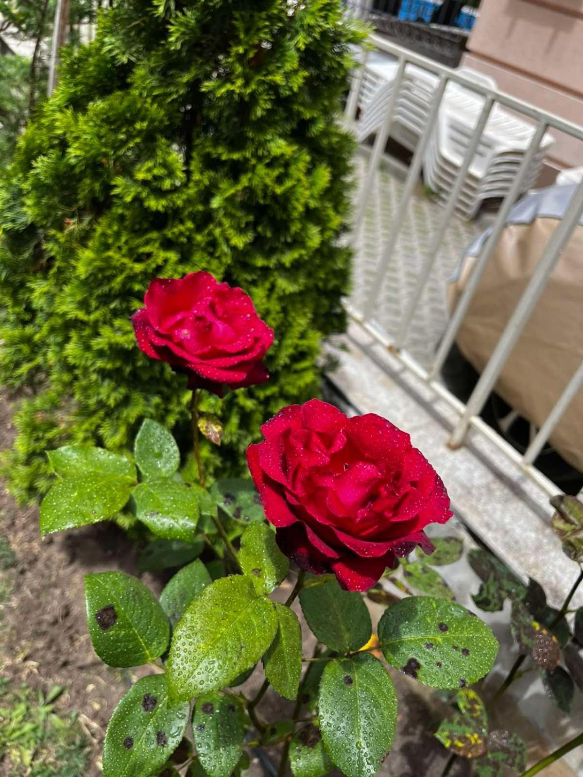 Rose Garden Omax Apartments Slantschew brjag Exterior foto